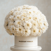 Chrysanthemum box - Imaginary Worlds