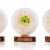 Luminous Austin Rose Flower Lamp - Imaginary Worlds